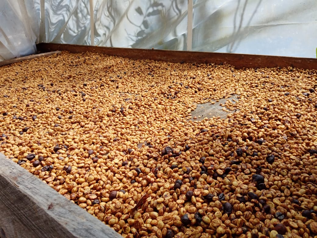 Lenca Coffee Roasters honey process